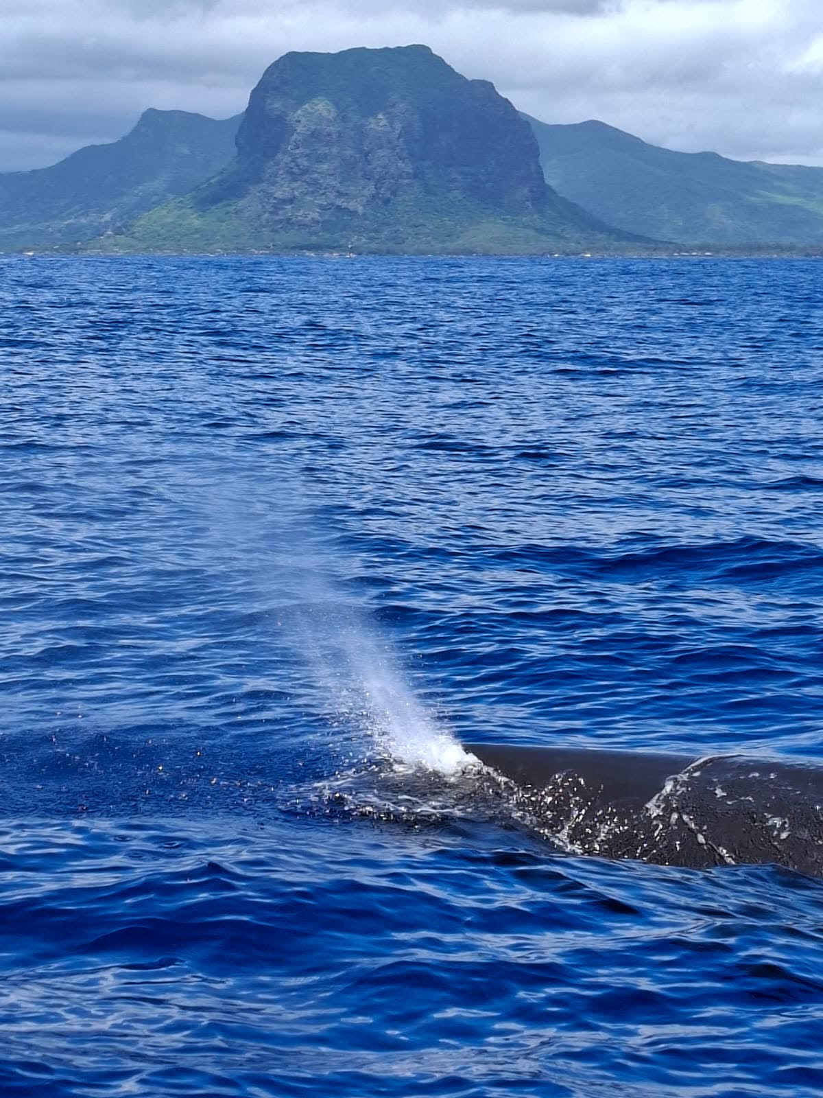 Souffle d'un cachalot devant Le Morne
